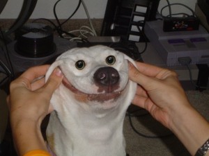 happy-dog-forced-smile-freaky-1303555329n