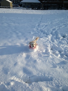 Dashing through the snow…enjoying the ride!